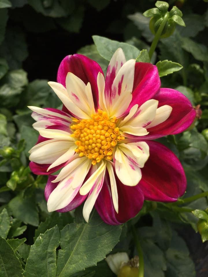 Vente de plantes et de fleurs Bertincourt