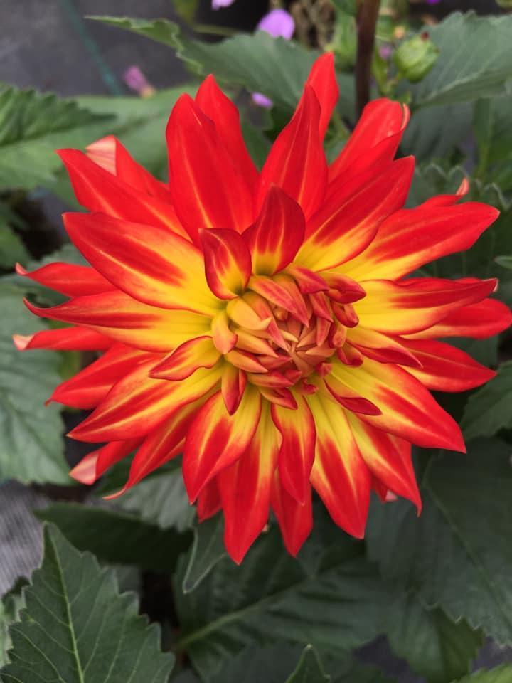 Composition florale Bertincourt