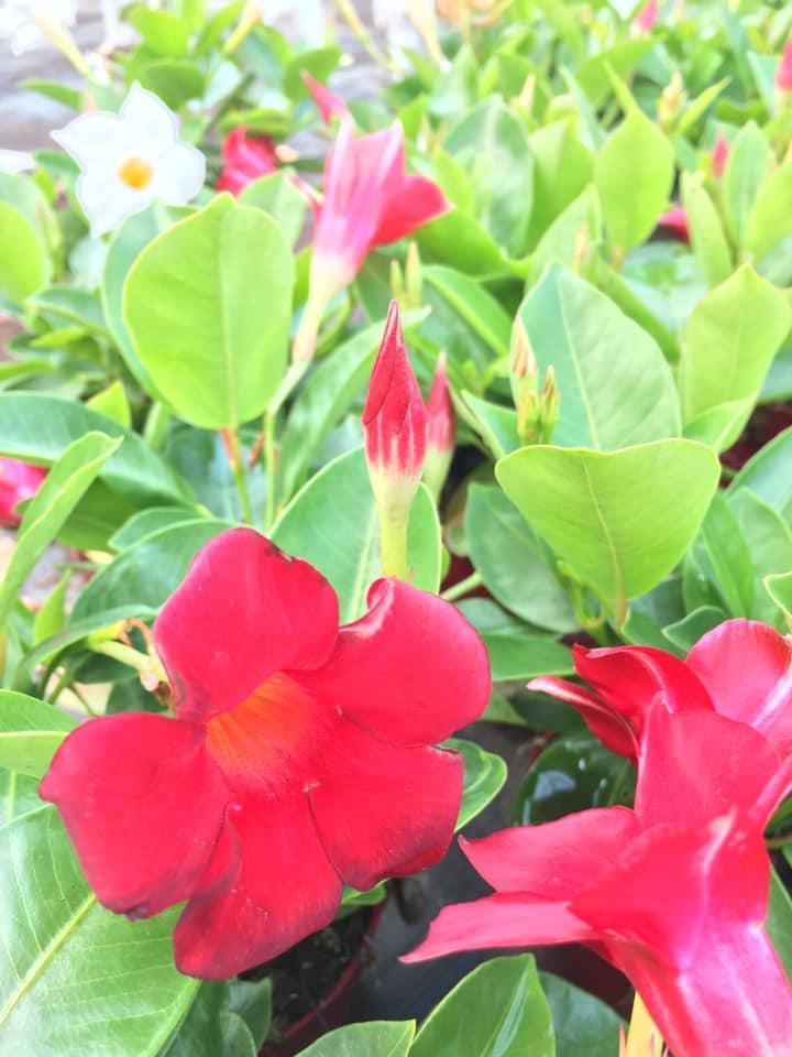 Vente de plantes et de fleurs Bertincourt