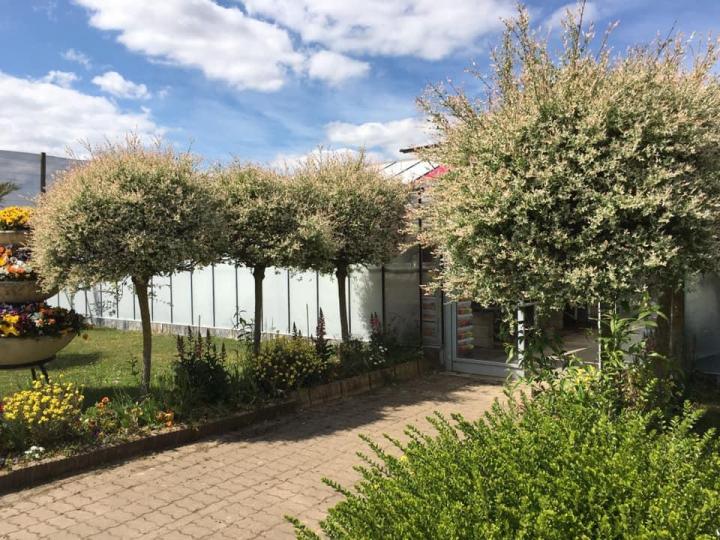 Vente de plantes et de fleurs Bertincourt