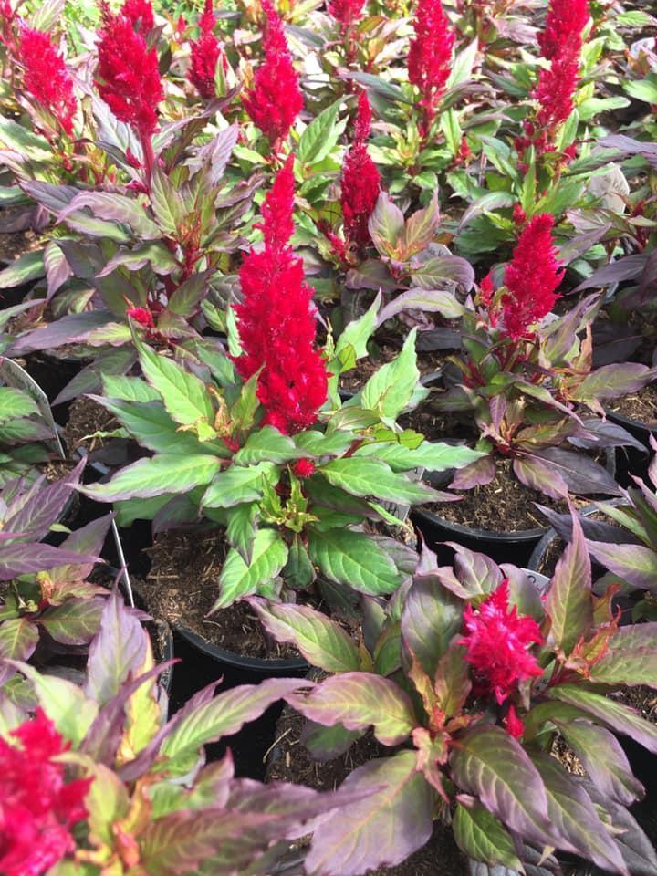 Vente de plantes et de fleurs Bertincourt