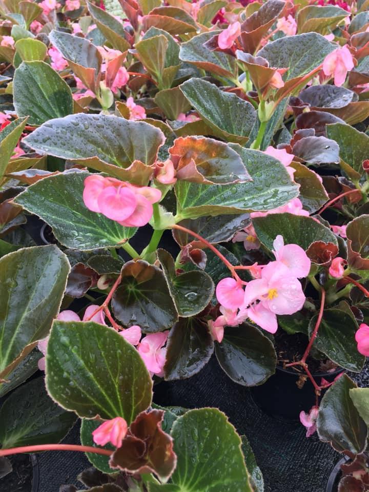 Composition florale Bertincourt