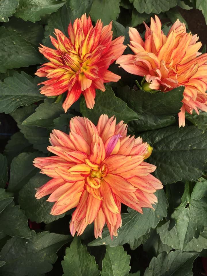 Vente de plantes et de fleurs Bertincourt