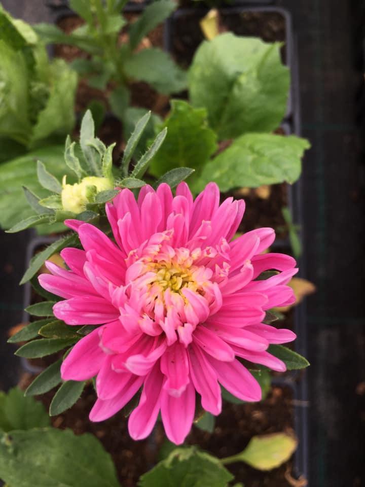 Composition florale Bertincourt