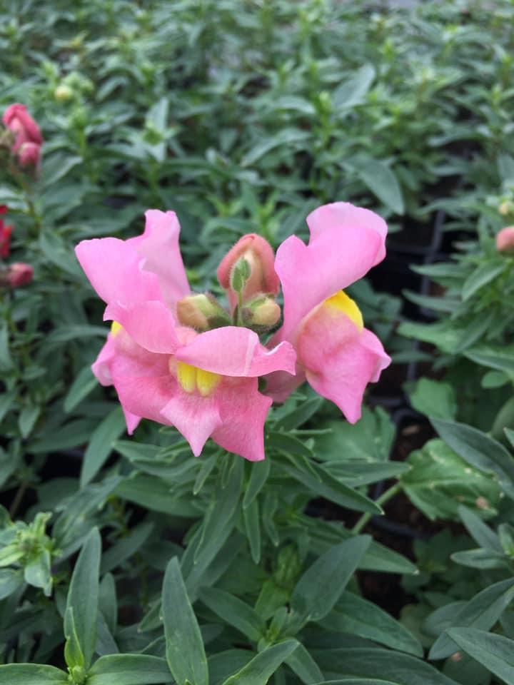 Composition florale Bertincourt