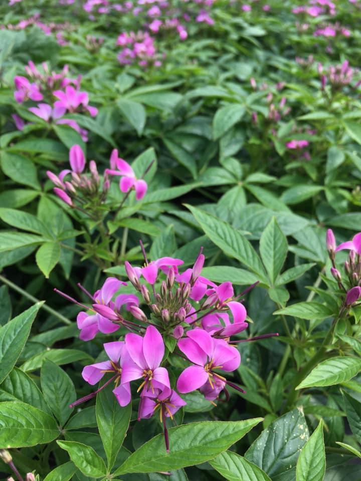 Composition florale Bertincourt