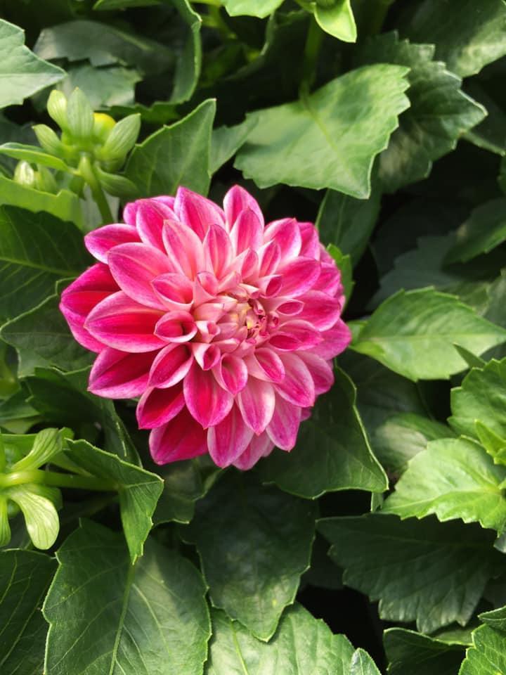 Vente de plantes et de fleurs Bertincourt