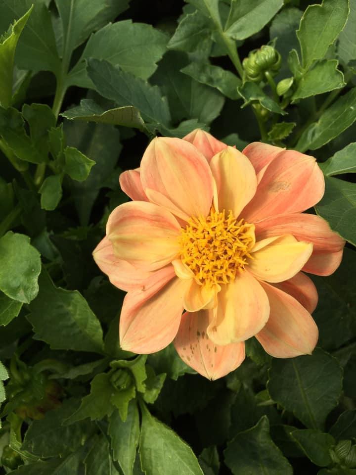 Fleuriste Bertincourt