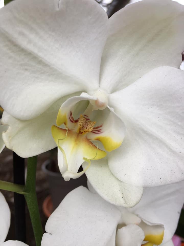 Composition florale Bertincourt