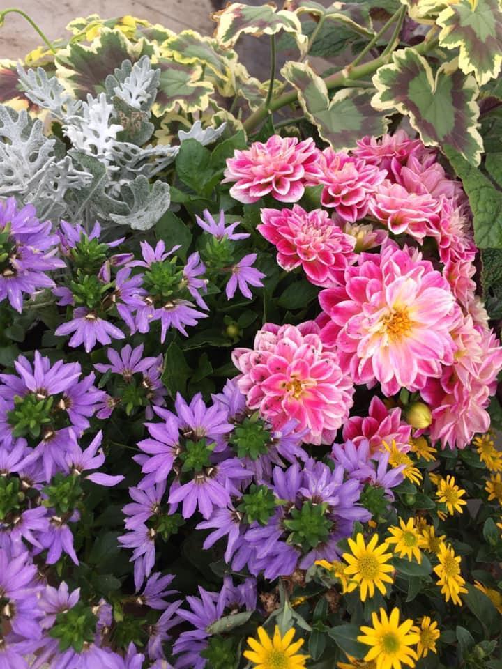 Vente de plantes et de fleurs Bertincourt