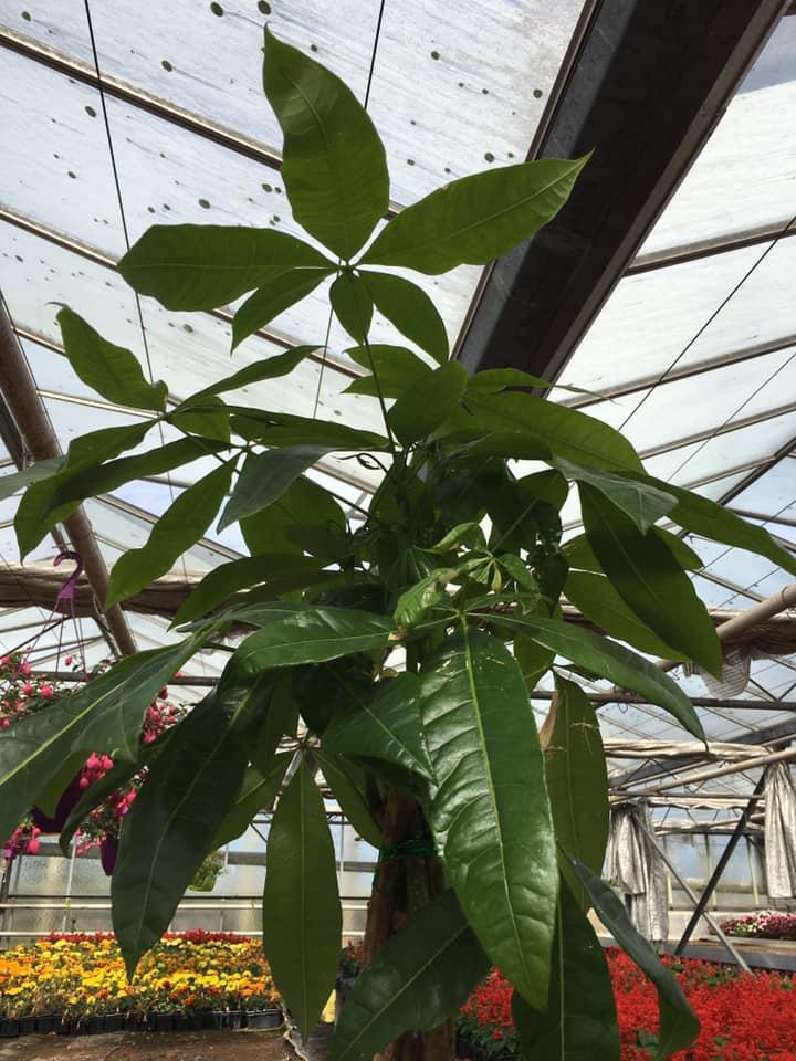 Composition florale Bertincourt