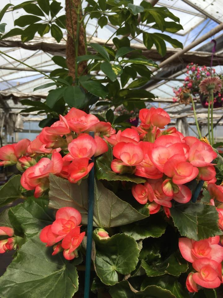 Vente de plantes et de fleurs Bertincourt