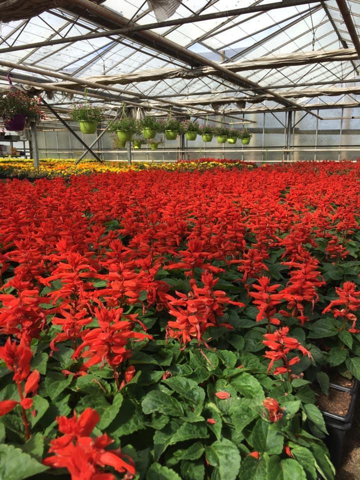 Fleuriste Bertincourt