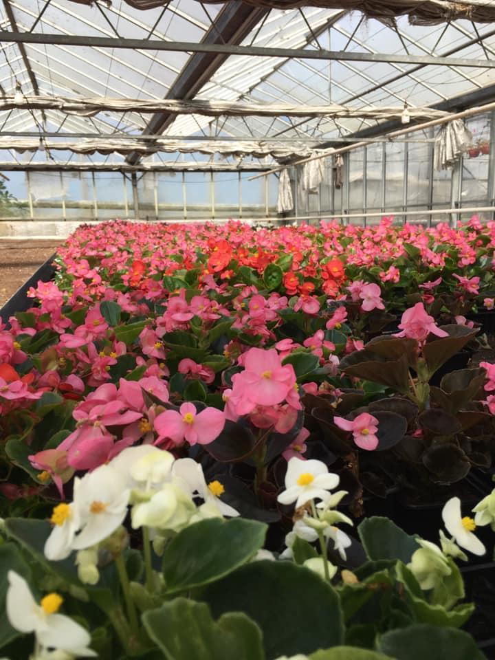 Composition florale Bertincourt