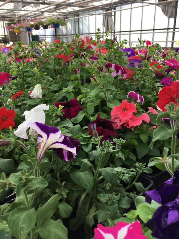 Vente de plantes et de fleurs Bertincourt