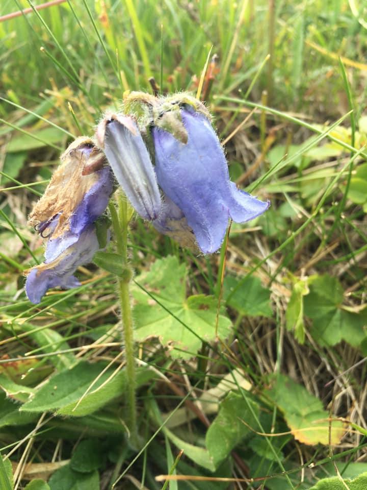 Composition florale Bertincourt