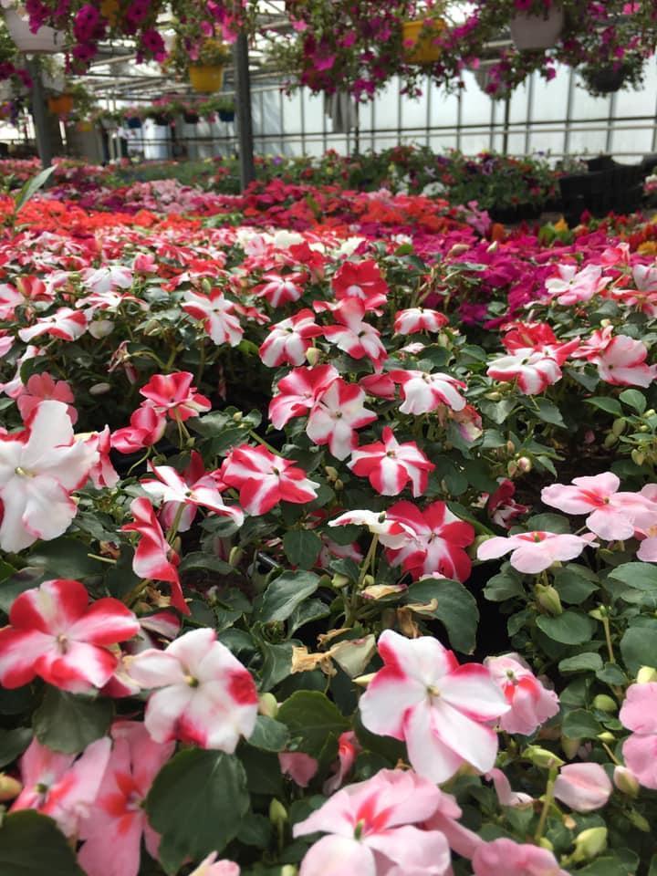 Vente de plantes et de fleurs Bertincourt