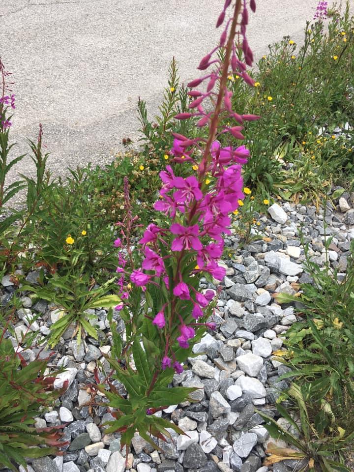 Fleuriste Bertincourt