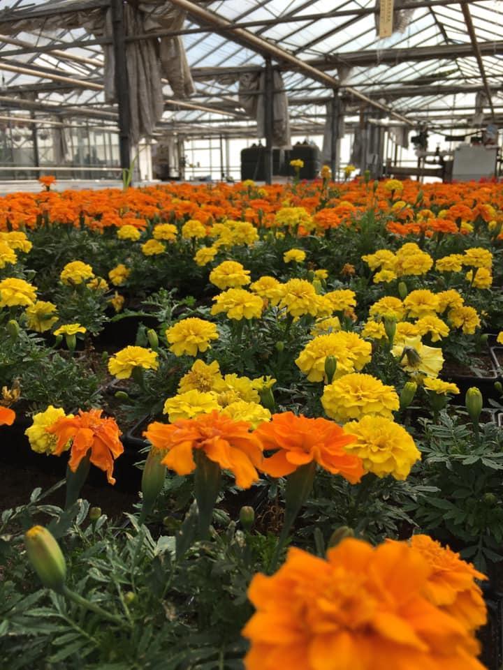 Composition florale Bertincourt