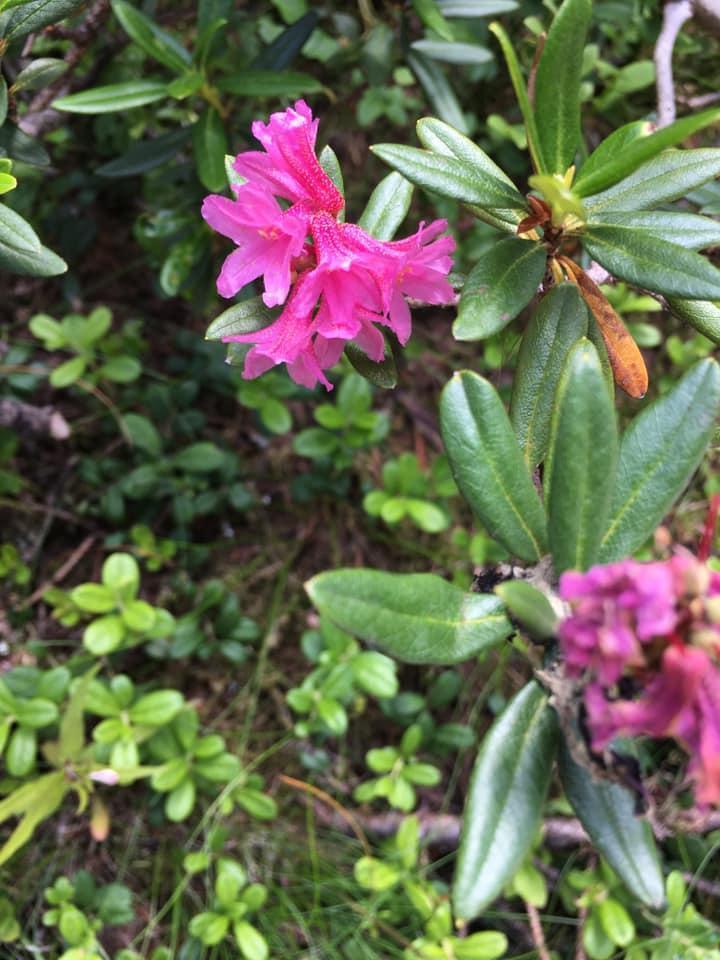 Fleuriste Bertincourt