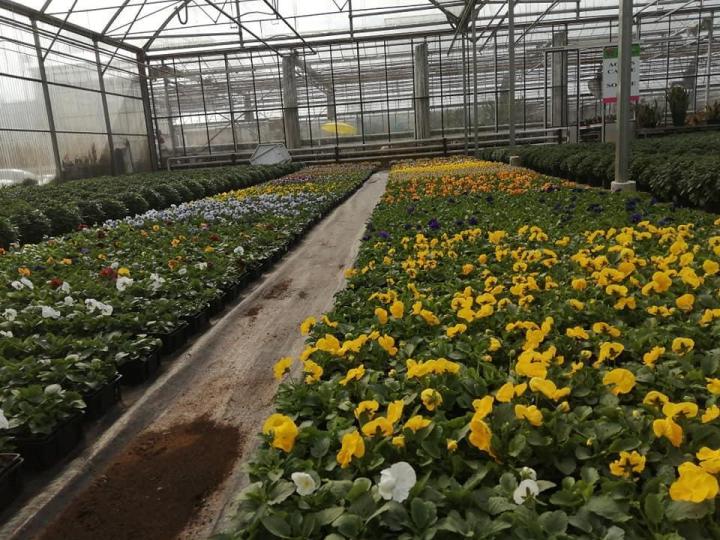 Vente de plantes et de fleurs Bertincourt