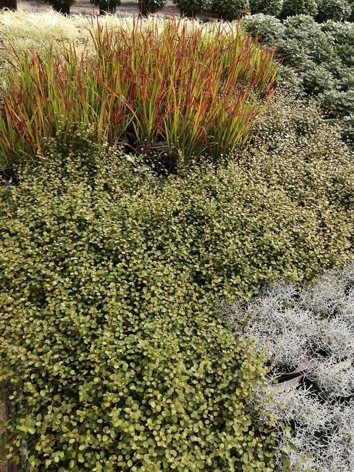 Composition florale Bertincourt