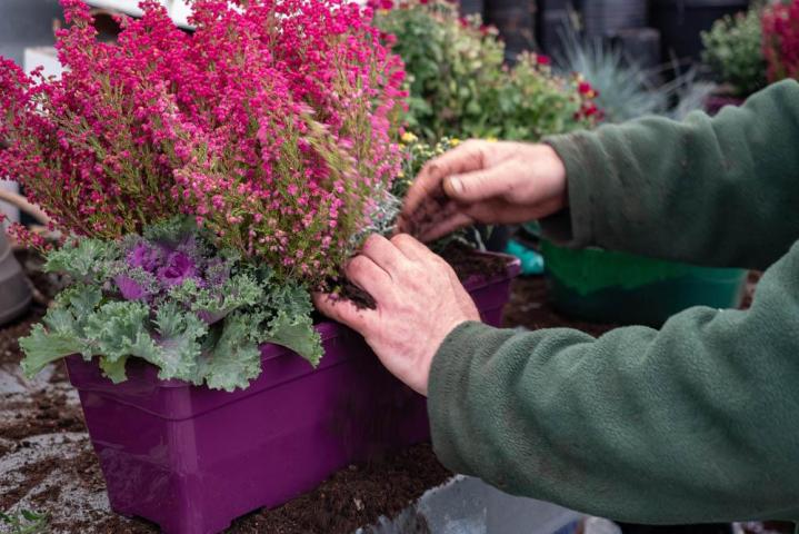 Vente de plantes et de fleurs Bertincourt