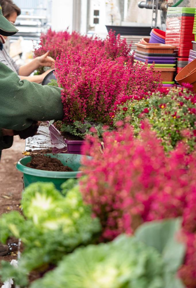 Producteur de plants de légumes Bertincourt