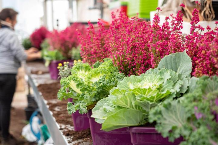 Composition florale Bertincourt