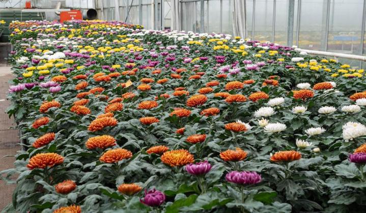 Vente de plantes et de fleurs Bertincourt