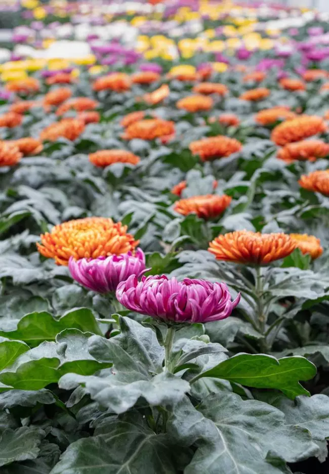 Vente de plantes et de fleurs Bertincourt