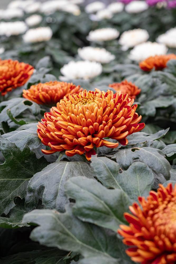 Vente de plantes et de fleurs Bertincourt