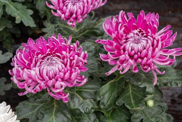 Vente de plantes et de fleurs Bertincourt