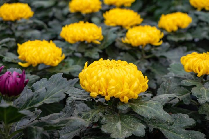 Composition florale Bertincourt