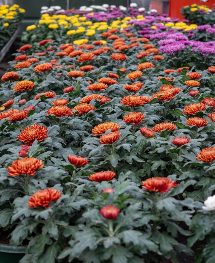 Vente de plantes et de fleurs Bertincourt