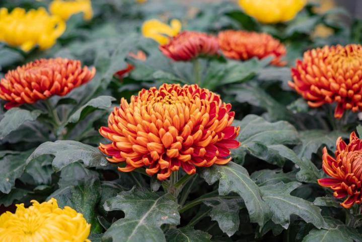 Fleuriste Bertincourt