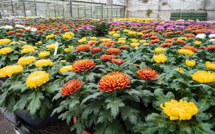 Composition florale Bertincourt