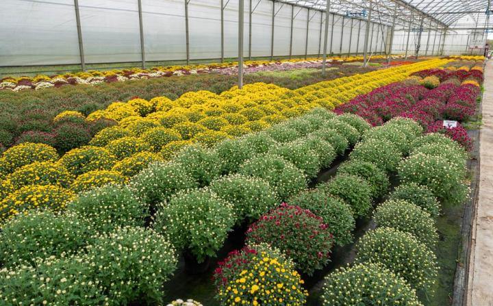 Vente de plantes et de fleurs Bertincourt