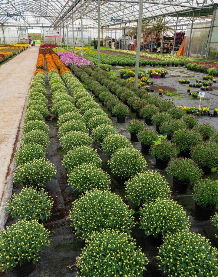 Vente de plantes et de fleurs Bertincourt