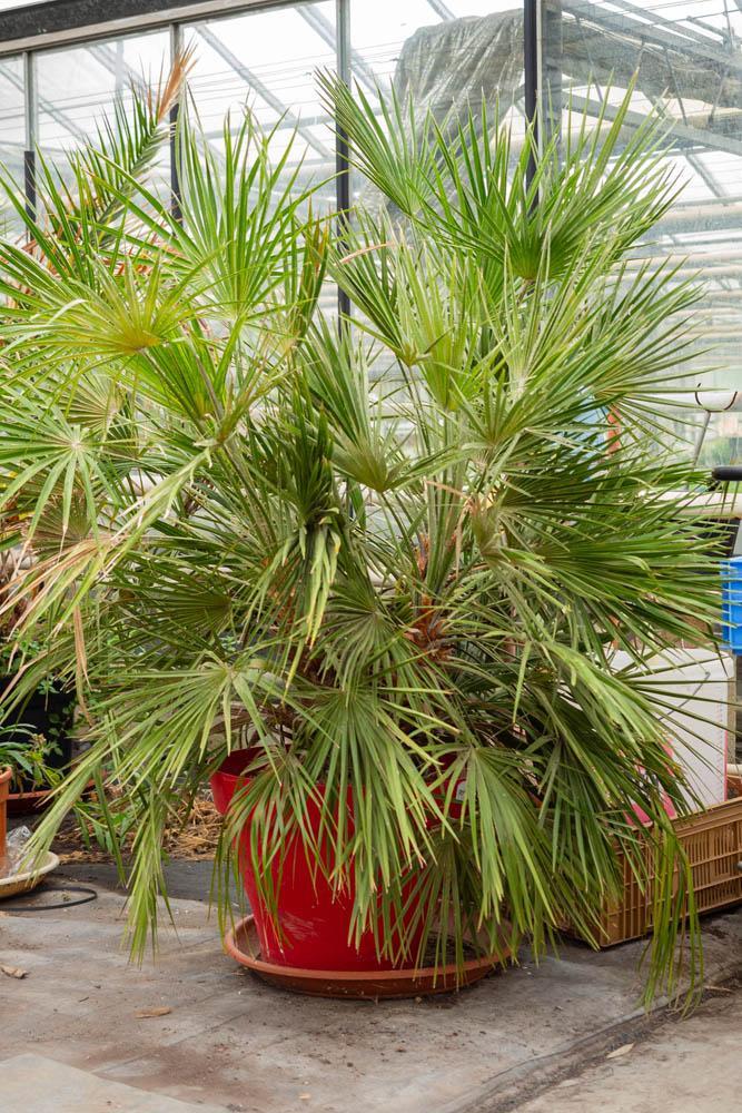 Vente de plantes et de fleurs Bertincourt