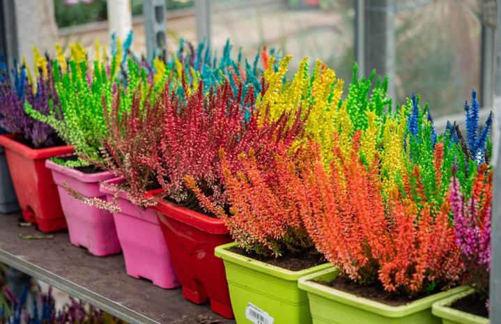 Vente de plantes et de fleurs Bertincourt