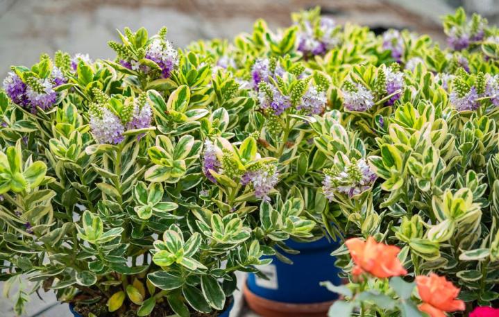 Vente de plantes et de fleurs Bertincourt