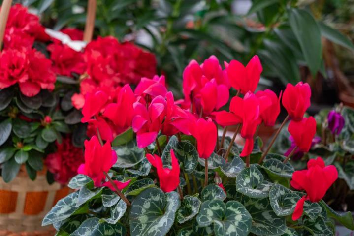 Vente de plantes et de fleurs Bertincourt