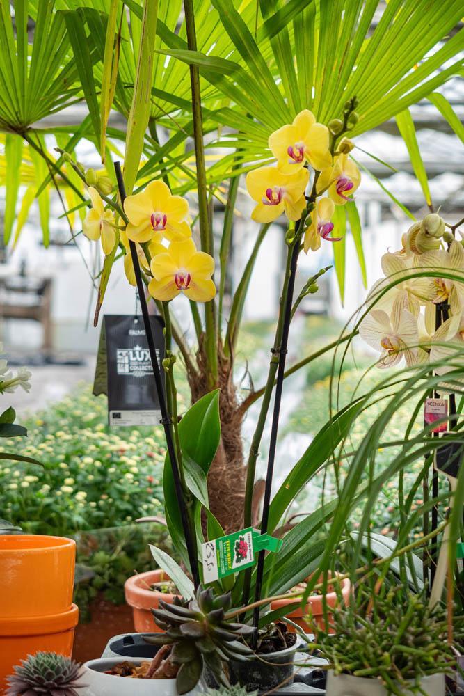 Vente de plantes et de fleurs Bertincourt