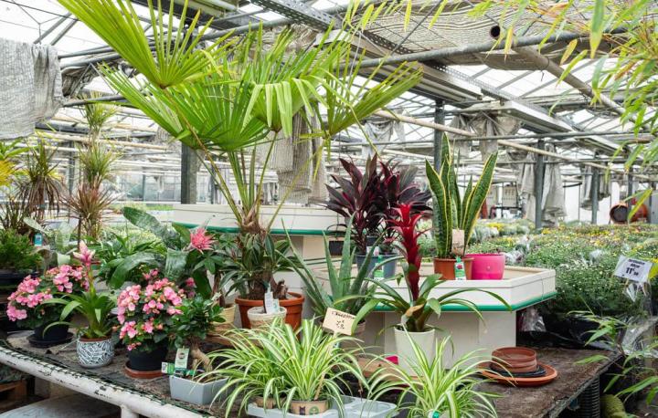 Vente de plantes et de fleurs Bertincourt