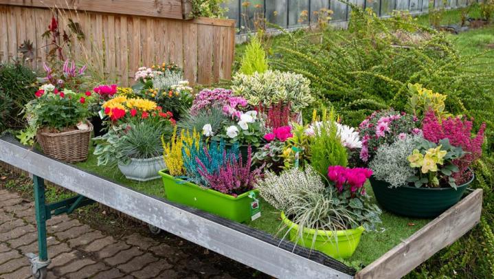 Vente de plantes et de fleurs Bertincourt
