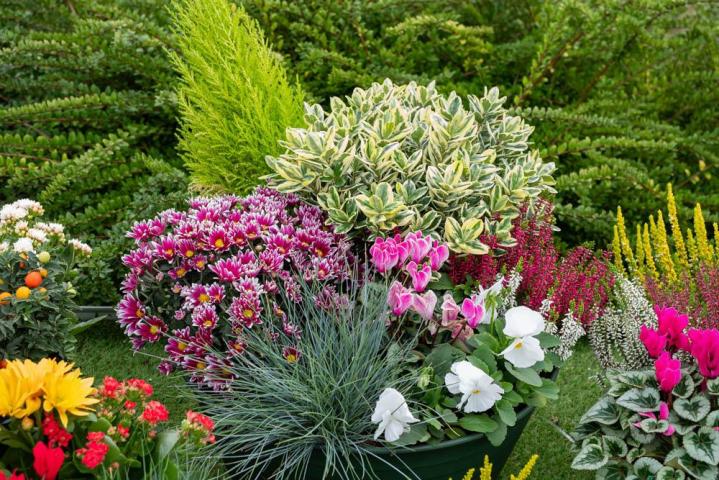Composition florale Bertincourt