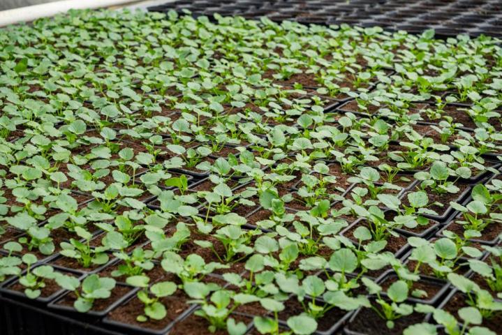 Production de plants de légumes Bertincourt