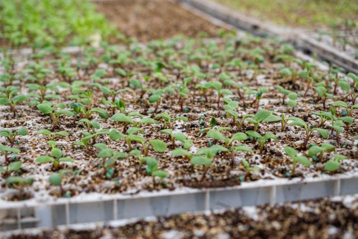 Producteur de plants de légumes Bertincourt