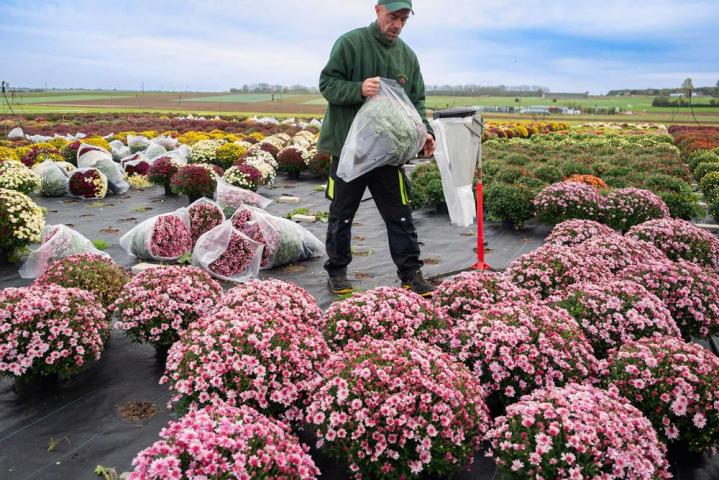 Livraison de composition personnalisée Bertincourt